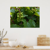druiven in de regen poster (Keuken)