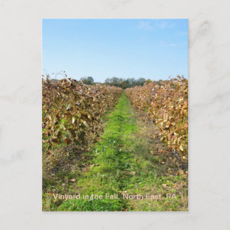 Druiven in het noordoosten van de PA Briefkaart