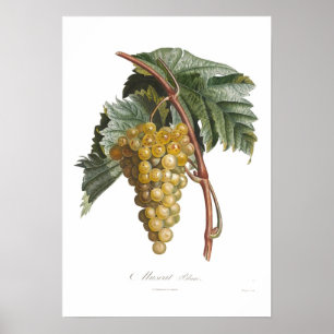 Druiven, muscat blanc poster