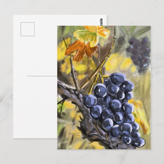 Druiven op de wijnstok, provence. briefkaart (Voorkant / Achterkant)