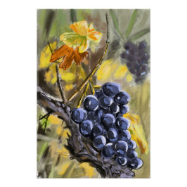 Druiven op de wijnstok, provence. perfect poster