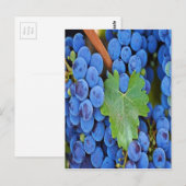 Druiven op wijn briefkaart (Voorkant / Achterkant)
