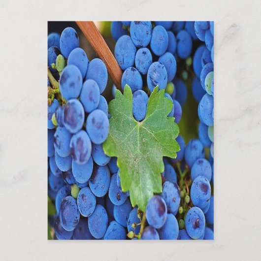 Druiven op wijn briefkaart (Voorkant)