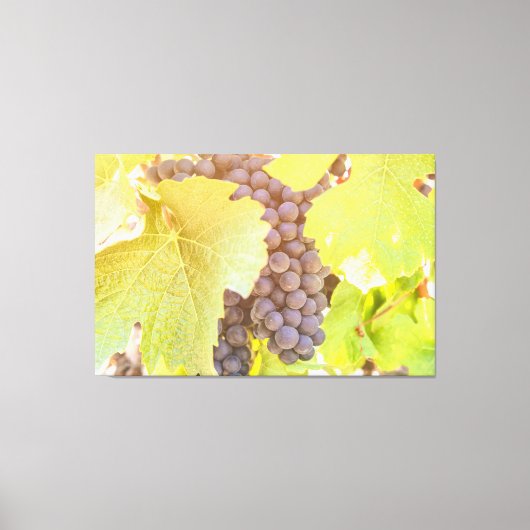 Druiven op wijnstok canvas afdruk (Voorkant)