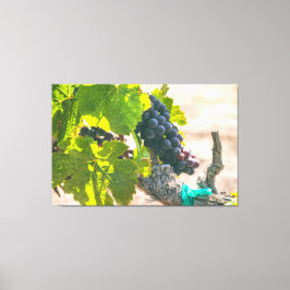 Druiven op wijnstok canvas afdruk
