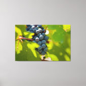 Druiven op wijnstok canvas afdruk (Voorkant)