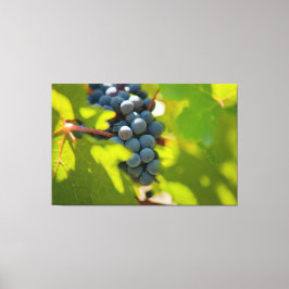 Druiven op wijnstok canvas afdruk