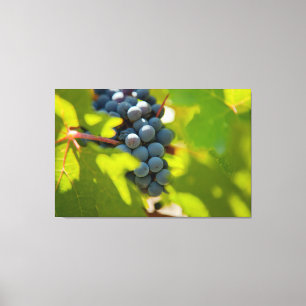 Druiven op wijnstok canvas afdruk