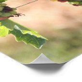 Druiven Poster (Hoek)