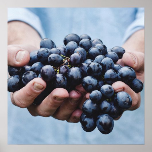 Druiven / poster voor voedingskeuken (Voorkant)