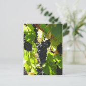 Druiven - Postkaart (Staand voorkant)