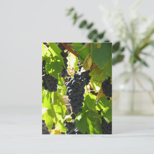 Druiven - Postkaart (Staand voorkant)