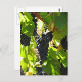 Druiven - Postkaart (Voorkant / Achterkant)