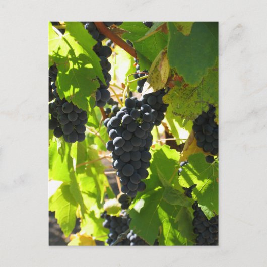 Druiven - Postkaart (Voorkant)