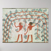 Druiven uit de Tomb of Nakht Poster (Voorkant)