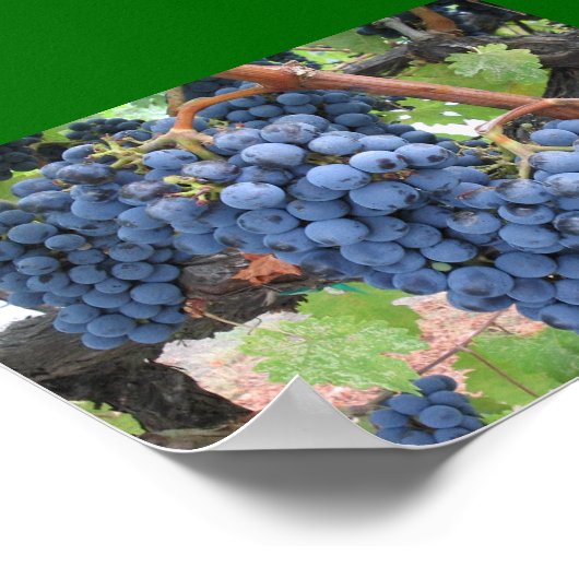 Druiven van de vallei van Napa Poster (Hoek)