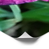 Druivendag met waterdruppeltjes poster (Hoek)