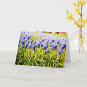 Druivenhyacinten in de lente kaart (Gele Bloem)