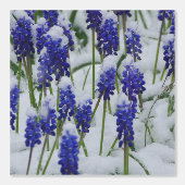 Druivenhyacinten in Sneeuwbehang Behang (Voorkant)