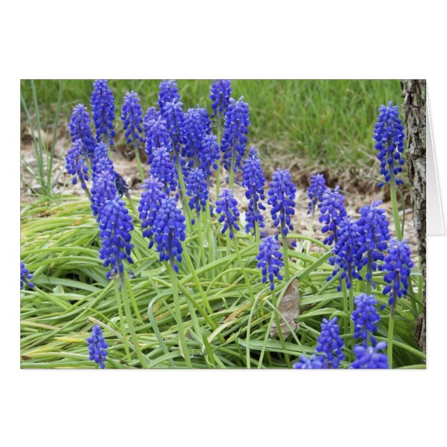 Druivenhyacinths (Voorkant Horizontaal)