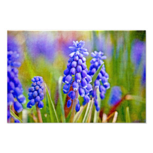 Druivenhyacinths Foto Afdruk