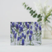 Druivenhyacinths in sneeuwBriefkaart  Briefkaart (Staand voorkant)
