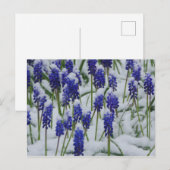 Druivenhyacinths in sneeuwBriefkaart  Briefkaart (Voorkant / Achterkant)