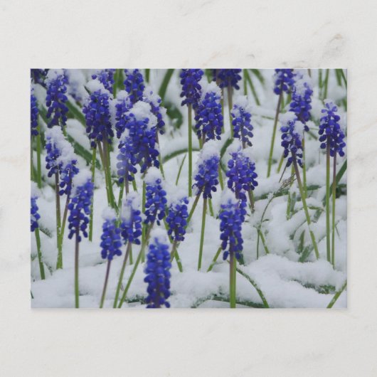 Druivenhyacinths in sneeuwBriefkaart  Briefkaart (Voorkant)