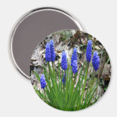 Druivenhyacinths... Magneet (Voorkant / Achterkant)