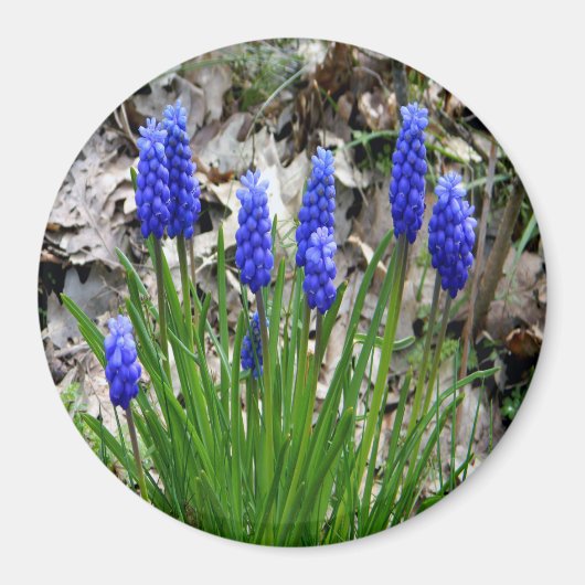 Druivenhyacinths... Magneet (Voorkant)