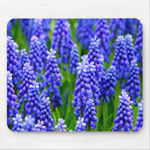 Druivenhyacinths Muismat