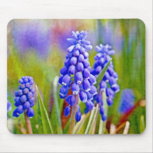 Druivenhyacinths Muismat
