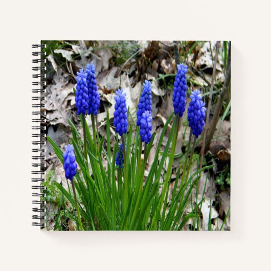 Druivenhyacinths... Notitieboek (Voorkant)