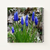 Druivenhyacinths... Notitieboek (Achterkant)
