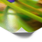 Druivenhyacinths, Ohio Foto Afdruk (Hoek)