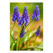 Druivenhyacinths, Ohio Foto Afdruk (Voorkant)
