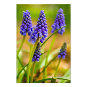 Druivenhyacinths, Ohio Foto Afdruk