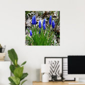 Druivenhyacinths.... Poster (Thuiskantoor)