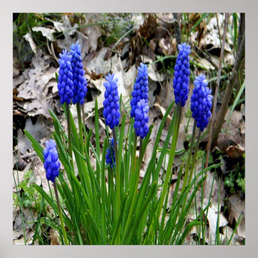 Druivenhyacinths.... Poster (Voorkant)