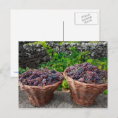 Druivenoogst Briefkaart (Voorkant / Achterkant)