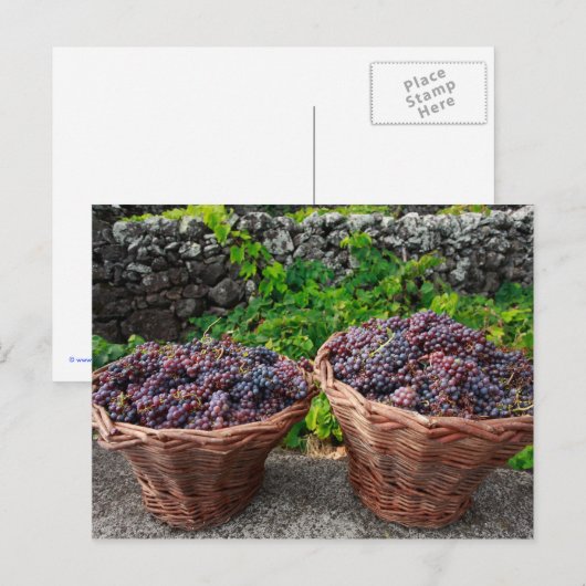 Druivenoogst Briefkaart (Voorkant / Achterkant)