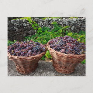 Druivenoogst Briefkaart