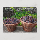 Druivenoogst Briefkaart (Voorkant)