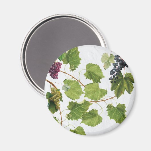 Druiventuin Grieks eiland Middellandse Zee Magneet (Voorkant / Achterkant)