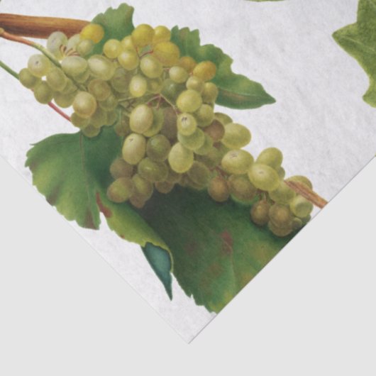 Druiventuin Grieks eiland Middellandse Zee Tissuepapier (Detail)