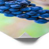 Druivenwijn en wijndruivenwijnbouwdepot poster (Hoek)