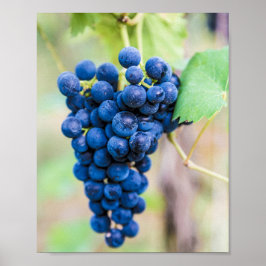 Druivenwijn en wijndruivenwijnbouwdepot poster
