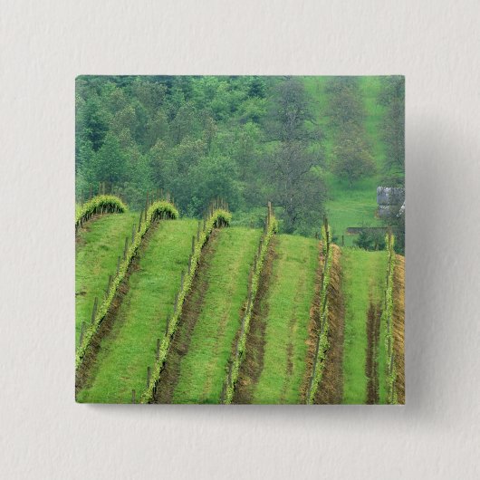Druivenwijngaarden bij Newberg Oregon Vierkante Button 5,1 Cm (Voorkant)