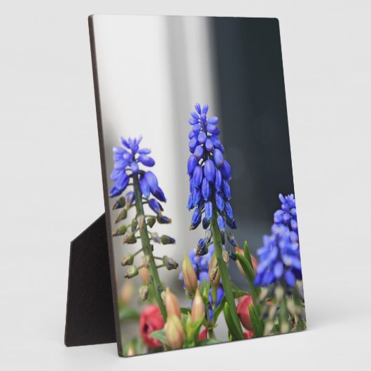 druivesuiker fotoplaat (Zijkant)