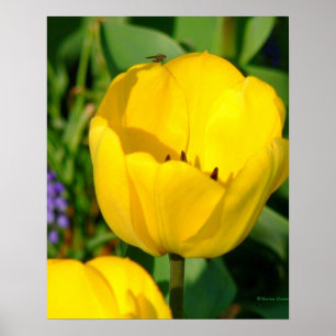 druk, GELE TULPEN,PAARSE HYACINTEN,GROEN LOOF Poster